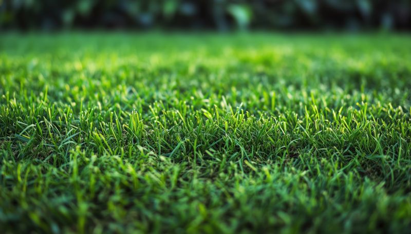 Lawn Replacement in Rockwall, TX